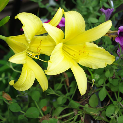 Hemerocallis Hyperion